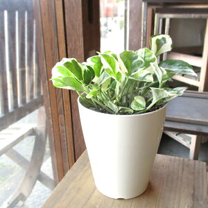 |gX GWC 4TCY Mt F vX`bN A zCg |bg ~jϗt |gX  O ϗtA  CeAO[ av[g