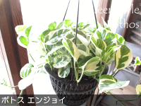 ポトス「エンジョイ」カンバーニュブリキバケツカバー