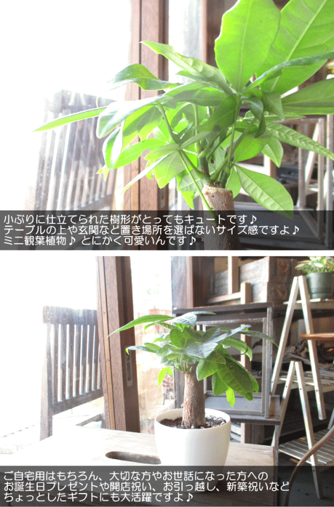 楽天市場】ミニ パキラ 発財樹 3.5号鉢サイズ 鉢植え 送料無料 薫る花