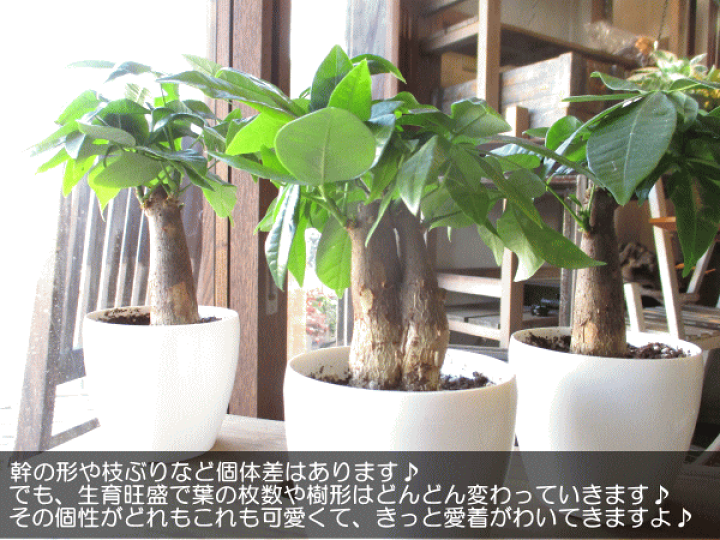 楽天市場】ミニ パキラ 発財樹 3.5号鉢サイズ 鉢植え 送料無料 薫る花