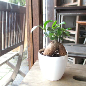 KW} K̖ 3.5TCY A ~jϗt LWi[  O ϗtA  CeAO[ av[g