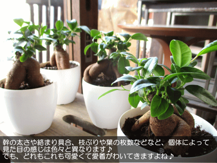 観葉植物 日本花キ流通 観葉植物 選べる観葉植物 ハイドロカルチャー