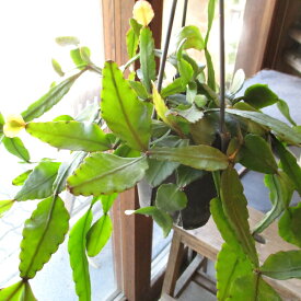 リプサリス エリプティカ 4号 吊り鉢 鉢植え サボテン 吊り下げ ぶら下げ ハンギングポット 送料無料 薫る花 観葉植物 おしゃれ インテリアグリーン アジアンテイスト 誕生日プレゼント 小型 ミニ