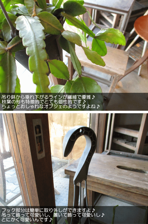楽天市場】リプサリス エリプティカ 4号 吊り鉢 鉢植え サボテン