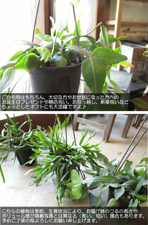 楽天市場】リプサリス エリプティカ 4号 吊り鉢 鉢植え サボテン