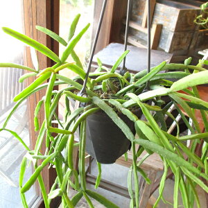 vTX LxM[ 4 ݂蔫 A T{e ݂艺 Ԃ牺 nMO|bg  O ϗtA  CeAO[ AWAeCXg av[g 