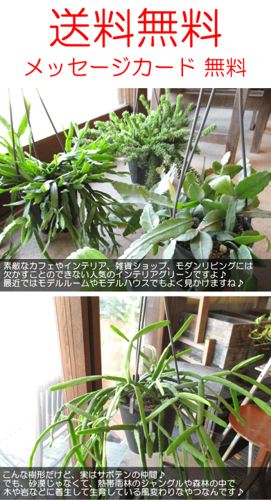 楽天市場】リプサリス キルベルギー 4号 吊り鉢 鉢植え サボテン 楽天市場】リプサリス キルベルギー 4号 吊り鉢 鉢植え サボテン