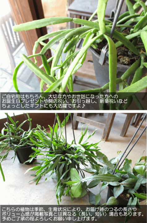 楽天市場】リプサリス キルベルギー 4号 吊り鉢 鉢植え サボテン 楽天市場】リプサリス キルベルギー 4号 吊り鉢 鉢植え サボテン