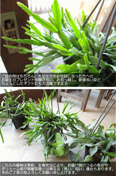 希少　パープルリプサリス　ディソカクタス　アマゾニクス　5号　吊り鉢 希少 パープルリプサリス ディソカクタス アマゾニクス 5号 吊り鉢