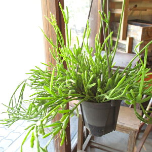 vTX GfBAi 4 ݂蔫 A T{e ݂艺 Ԃ牺 nMO|bg  O ϗtA  CeAO[ AWAeCXg av[g 