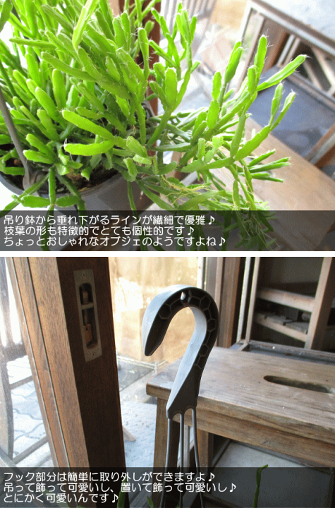 楽天市場】リプサリス エワルディアナ 4号 吊り鉢 鉢植え