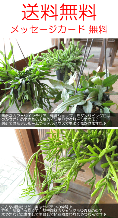 楽天市場】リプサリス エワルディアナ 4号 吊り鉢 鉢植え