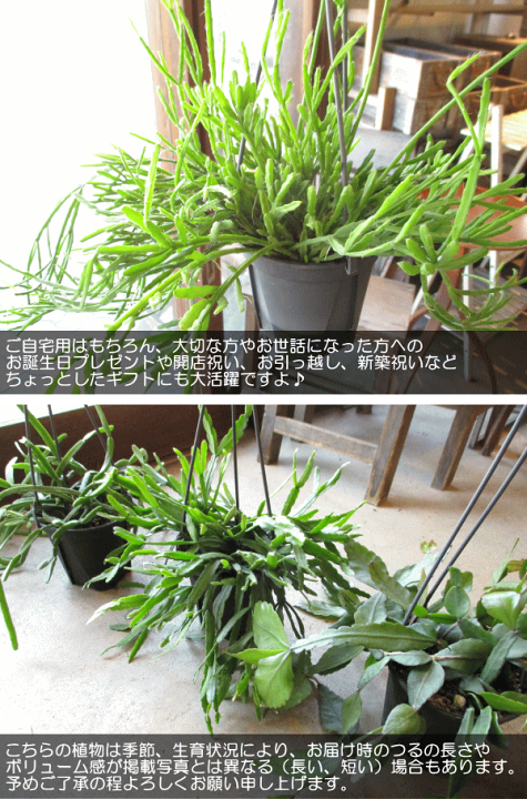 現品】サボテン・リプサリス・パラドクサ・ファイン 7号 吊鉢 E8番