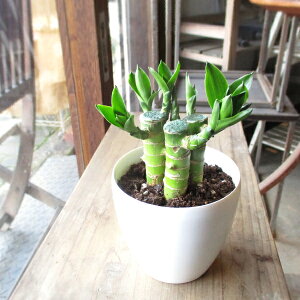 ~j ~Iou[ hZi TfA[i 3.5TCY A LOou[ J^| xM| N̗ǂA  O ~jϗtA  CeAO[ av