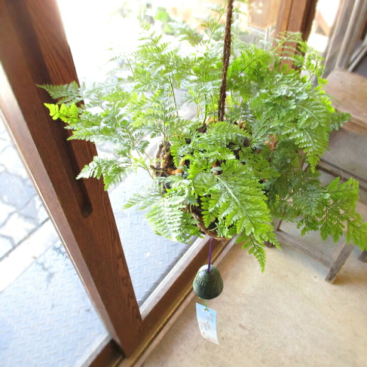 楽天市場】つりしのぶ 風鈴付き 涼を呼ぶ夏の風物詩 シノブ 和風 日本 