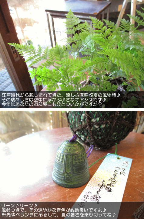 観葉植物　釣り忍　☆☆☆☆☆☆☆ 観葉植物 釣り忍 【公式通販】