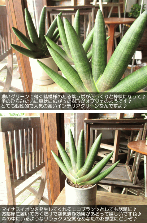 送料無料】観葉植物 サンスベリア 中鉢 フレグラーポット付き