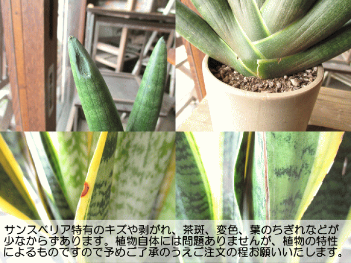 送料無料】観葉植物 サンスベリア 中鉢 フレグラーポット付き