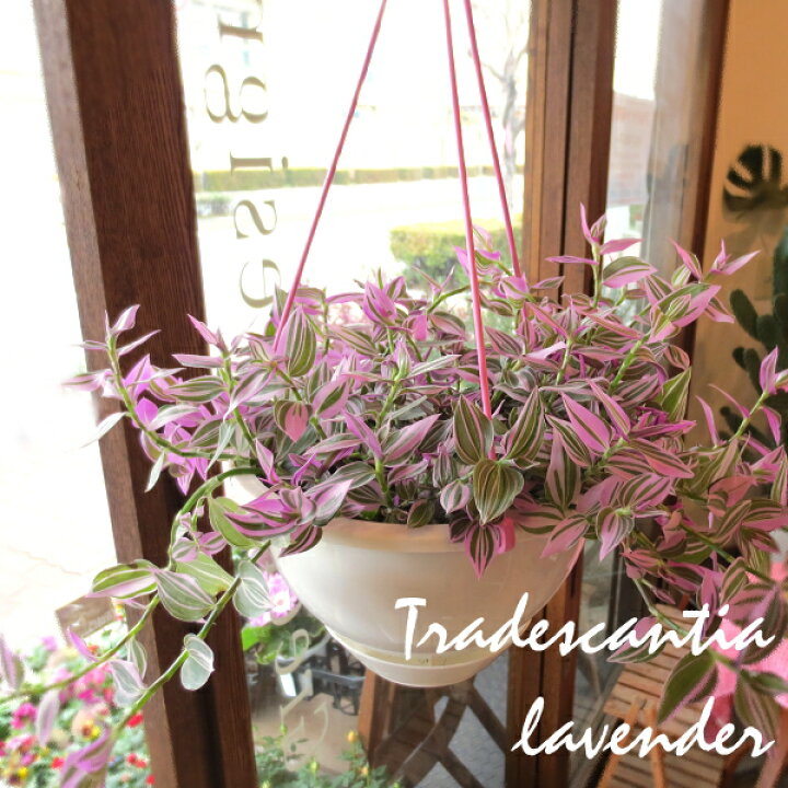 楽天市場 トラデスカンチア ラベンダー 6号吊鉢 鉢植え 送料無料 薫る花 観葉植物 おしゃれ インテリアグリーン 吊り下げ ぶら下げ 吊り鉢 釣り鉢 トラディスカンティア トラディスカンチア トラデスカンティア 薫る花