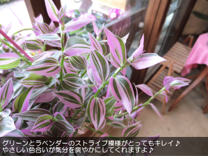 楽天市場 トラデスカンチア ラベンダー 6号吊鉢 鉢植え 送料無料 薫る花 観葉植物 おしゃれ インテリアグリーン 吊り下げ ぶら下げ 吊り鉢 釣り鉢 トラディスカンティア トラディスカンチア トラデスカンティア 薫る花