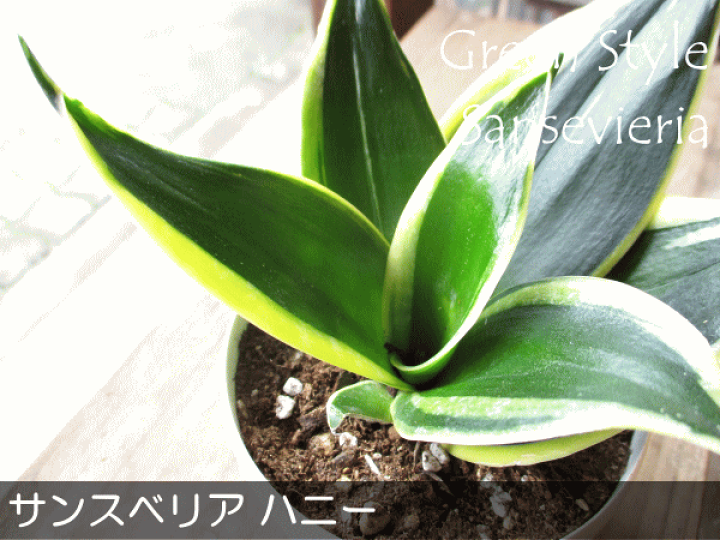 楽天市場】サンスベリア ハニー 3.5号鉢サイズ 鉢植え