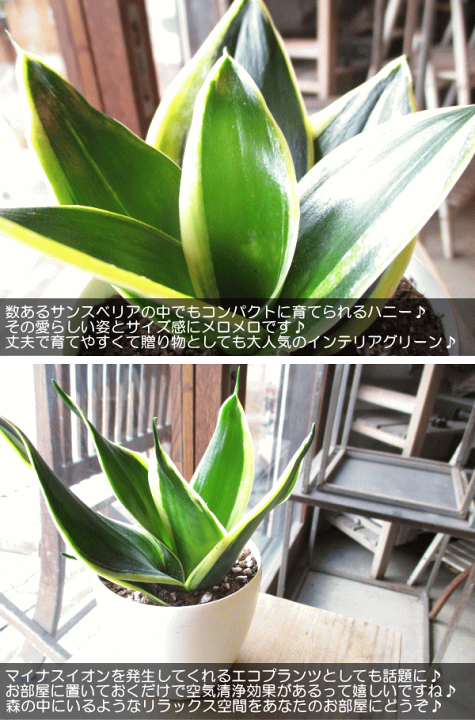 楽天市場】サンスベリア ハニー 3.5号鉢サイズ 鉢植え