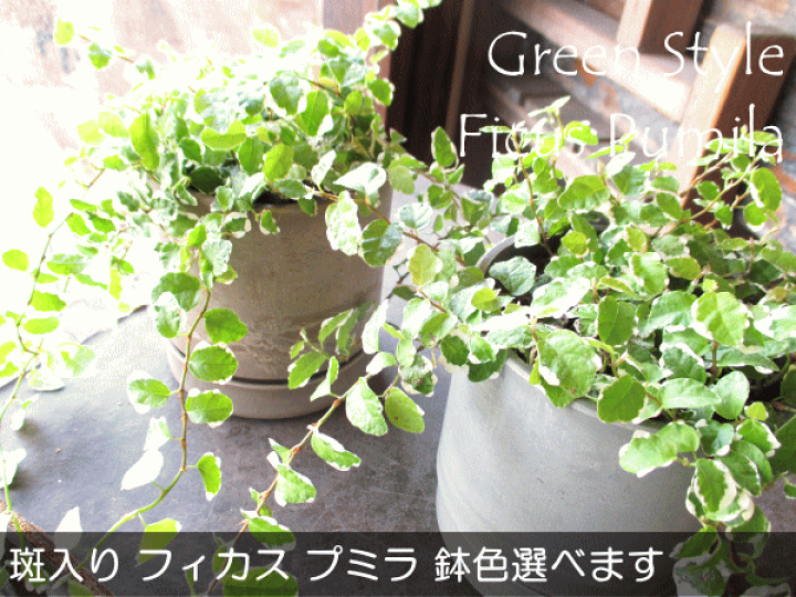 楽天市場】斑入り フィカス プミラ サニーホワイト 鉢色選べる