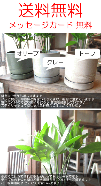 Amazon｜ナギ 梛 3.5号鉢サイズ 鉢植え 縁結びの木 縁起の良い