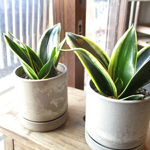 TXxA nj[ FIׂ VhJ|bg 3.5TCY A TZxA gmI |bg  O ~jϗtA  CeAO[ av