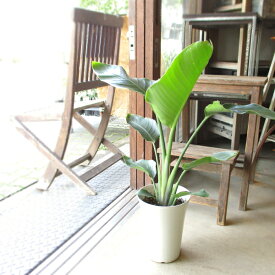 オーガスタ ストレリチア ニコライ 6号鉢サイズ 鉢植え ストレチア 送料無料 薫る花 観葉植物 おしゃれ インテリアグリーン 中型 小型