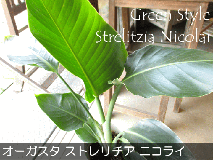 ストレリチア　ニコライ　オーガスタ　天然苔仕立て　高級陶器鉢　植え込み発送 ストレリチア オーガスタ 天然苔仕立て 陶器鉢 植え込み発送 - メルカリ