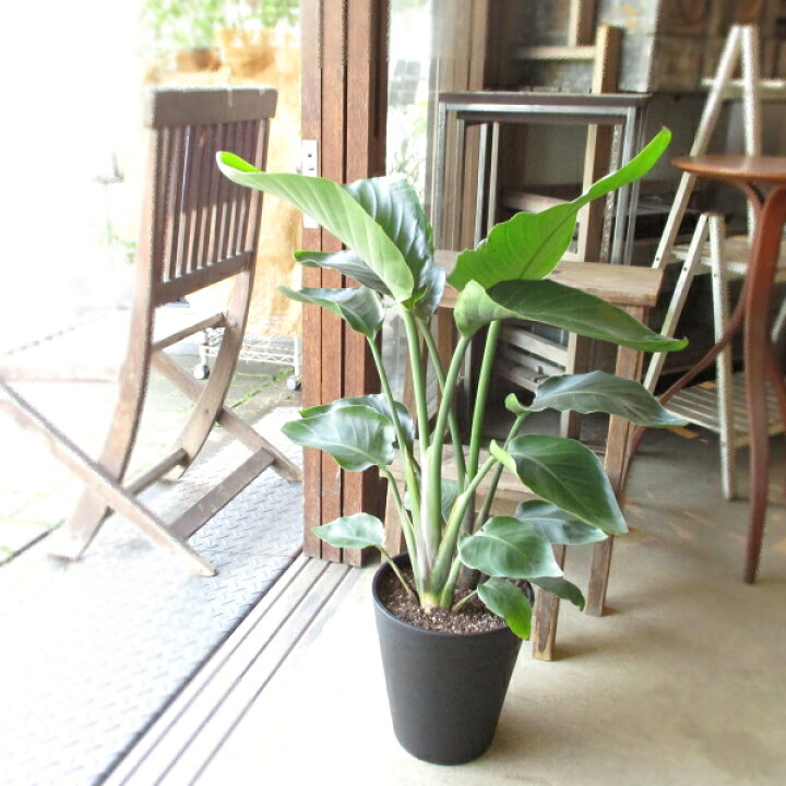 楽天市場】オーガスタ ストレリチア ニコライ 2株植え 7号鉢サイズ  