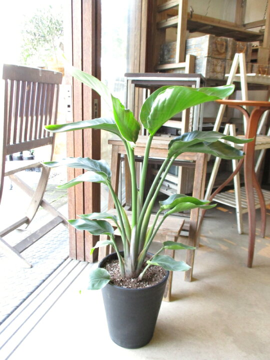 楽天市場】オーガスタ ストレリチア ニコライ 2株植え 7号鉢サイズ  