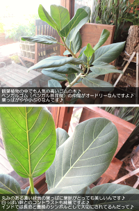 フィカスベンガレンシスオードリー7号鉢サイズ鉢植え
