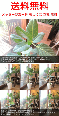 フィカスベンガレンシスオードリー7号鉢サイズ鉢植え