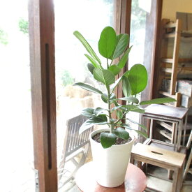 フィカス ベンガレンシス ベンガルゴム 7号鉢サイズ 白色 セラアート鉢 鉢植え ホワイト ベンガルゴムノキ ベンガルゴムの木 ベンガル菩提樹 送料無料 薫る花 観葉植物 おしゃれ インテリアグリーン アジアンテイスト 大型 中型