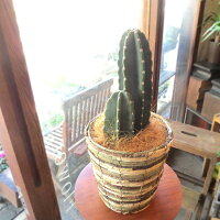 柱サボテン6号鉢サイズ