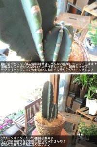 柱サボテン6号鉢サイズ