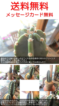 柱サボテン6号鉢サイズ
