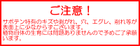 柱サボテン6号鉢サイズ