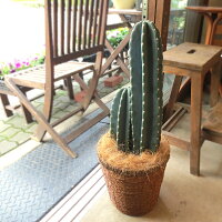 柱サボテン7号鉢サイズ