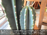 柱サボテン7号鉢サイズ