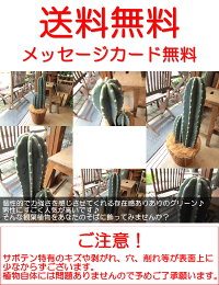 柱サボテン7号鉢サイズ