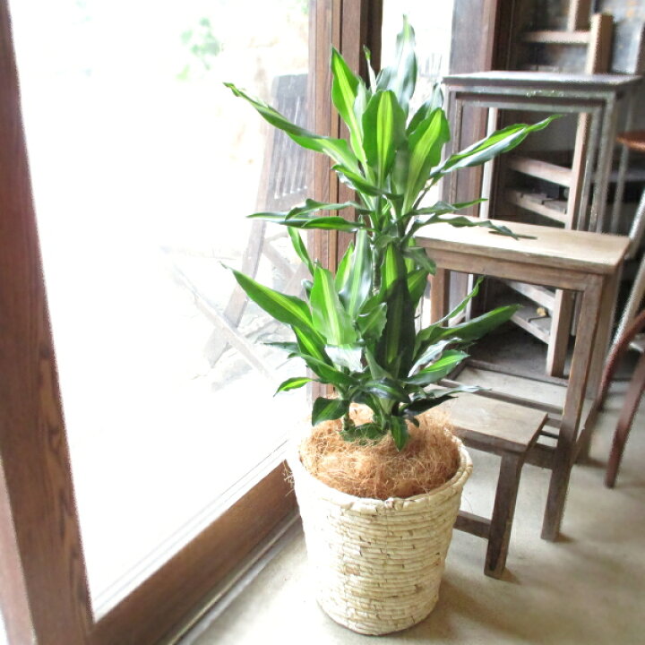 観葉植物 エバーフレッシュ 8号 ネムノキ 中鉢 84 Off ネムノキ