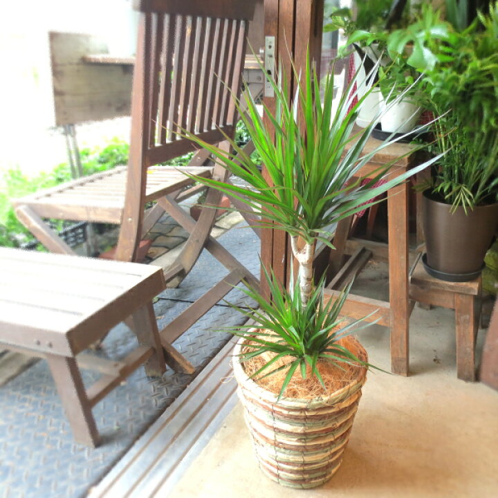楽天市場 送料無料 ドラセナ コンシンネ マルギナータ 真実の木 6号鉢サイズ 鉢植え 薫る花 観葉植物 ミニ インテリアグリーン プレゼント ギフト 贈り物 お誕生日 記念日 開店祝い 引越し祝い 新築祝い 移転祝い 人気 アジアンテイスト 薫る花