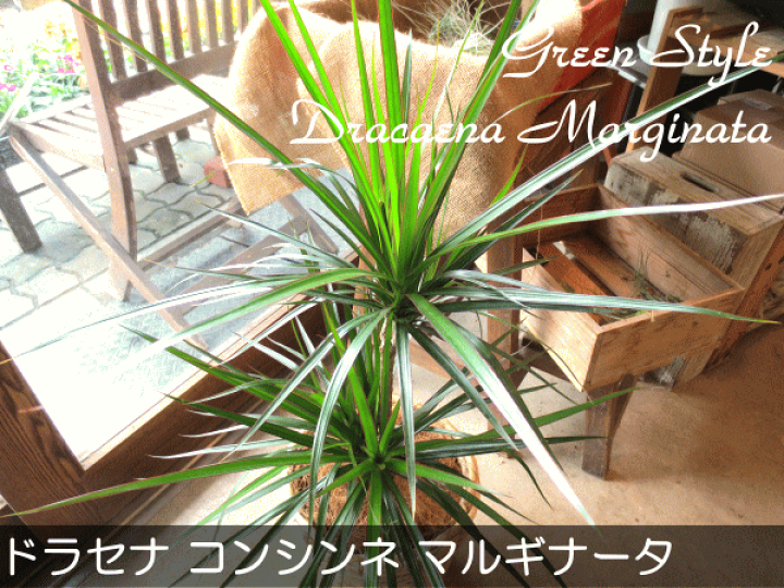 ドラセナ コンシンネ 一本立ち | 観葉植物 | インテリアやギフト