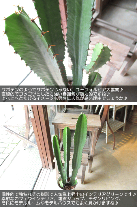 楽天市場】ユーフォルビア 大雲閣 ダイウンカク 6号鉢サイズ