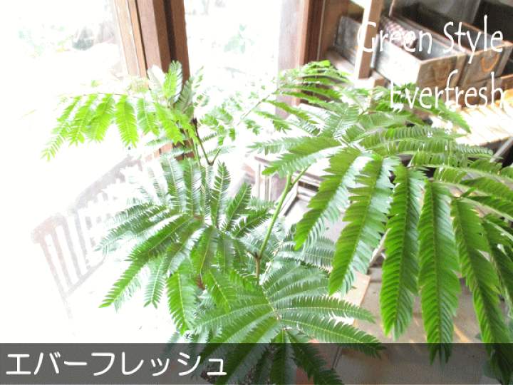 楽天市場】エバーフレッシュ ねむの木 7号鉢サイズ 白色 セラアート鉢