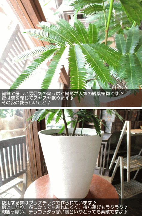 楽天市場】エバーフレッシュ ねむの木 7号鉢サイズ 白色 セラアート鉢