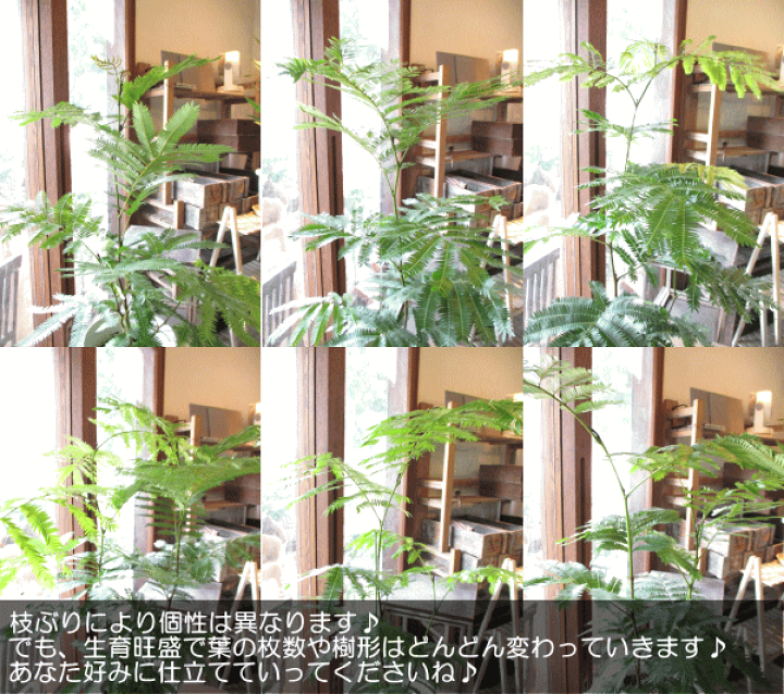 楽天市場】エバーフレッシュ ねむの木 7号鉢サイズ 白色 セラアート鉢